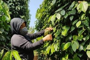 Giá tiêu hôm nay 16/12/2025: Tiếp tục giảm mạnh