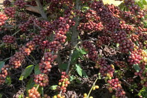 Giá cà phê thế giới giảm mạnh khi nguồn cung đầu vụ gia tăng