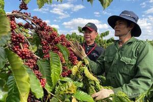 Giá cà phê hôm nay 24/12/2025: Tăng mạnh 1.000 - 1.500 đồng/kg