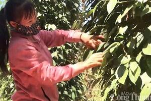 Giá tiêu hôm nay 25/12/2025: Tăng nhẹ 500 đồng/kg