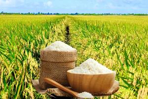 Giá lúa gạo hôm nay ngày 25/12: Lúa tươi đồng loạt tăng mạnh