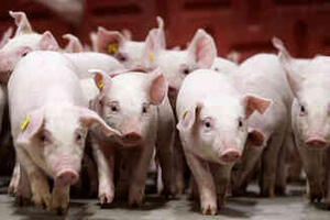 Giá heo hơi hôm nay 25/12/2025: Tiếp đà tăng miền Nam và miền Trung