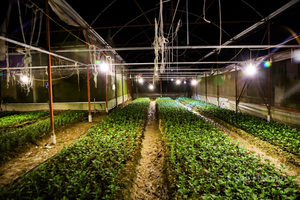 Thủ phủ hoa Tết ở Hà Tĩnh rực sáng, kỳ vọng vụ mùa thắng lợi