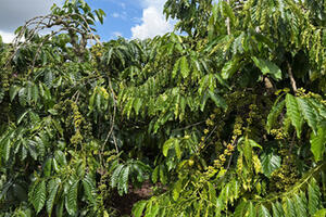 Giá cà phê hôm nay 27/12/2025: Tiếp tục tăng mạnh