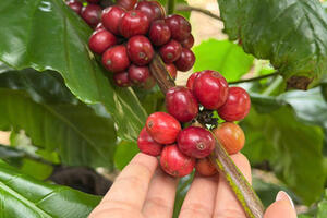 Giá cà phê hôm nay 9/1/2026: Giảm nhẹ vài nơi