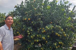 Quất cảnh Cẩm Hà rục rịch đón Tết Nguyên đán