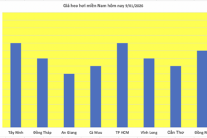 Giá heo hơi hôm nay 9/1/2026: Tiếp đà tăng giá, lập đỉnh mới