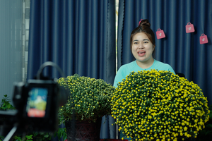 20.000 chậu cúc mâm xôi 'cháy hàng' qua nền tảng TikTok Shop