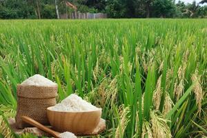 Giá lúa gạo hôm nay ngày 15/1/2026: Gạo xuất khẩu tăng nhẹ