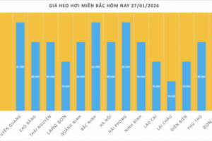 Giá heo hơi hôm nay 27/1/2026: Tăng mạnh, miền Bắc lập 'đỉnh' mới