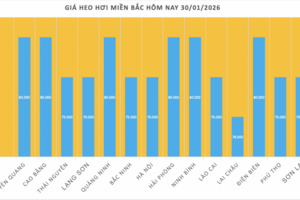 Giá heo hơi hôm nay 30/1/2026: Giảm 1.000 đồng/kg tại nhiều nơi