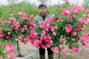 Những người trẻ dệt mùa xuân rực rỡ từ làng quê Hà Nội