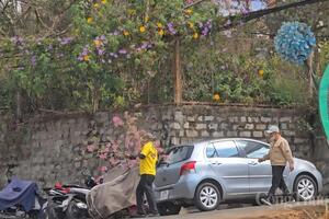 Phản cảm hành vi chặt cành mai anh đào trước mặt du khách quốc tế tại Đà Lạt