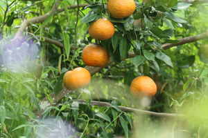 Nhộn nhịp 'thủ phủ' cam bù Hà Tĩnh những ngày giáp Tết