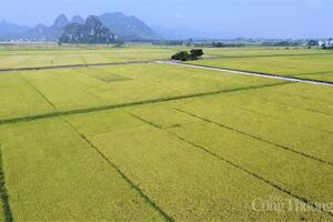 Xuất khẩu gạo đầu năm 2026: Tăng trưởng giữa vòng xoáy cạnh tranh