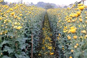 Không khí khẩn trương tại làng hoa Tây Tựu ngày giáp Tết