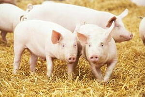 Giá heo hơi hôm nay 24/2/2026: Giảm vài nơi tại miền Trung và miền Nam
