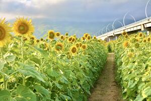 10.000 hoa hướng dương nở rộ, rực rỡ sắc vàng tại TP. Đà Nẵng