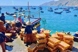 Ngư dân làng chài Gia Lai trúng mùa ruốc, 'bỏ túi' tiền triệu mỗi ngày