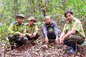 Gia Lai: Thả tê tê Java cùng nhiều động vật quý hiếm về rừng tự nhiên