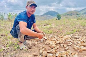 Gia Lai: Mì phơi đồi, sinh kế mùa khô của đồng bào Jrai, Bahnar