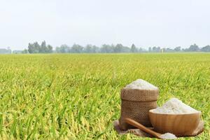 Giá lúa gạo hôm nay ngày 10/3/2026: Gạo nguyên liệu xuất khẩu OM 5451 tăng