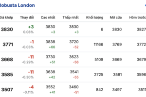 Giá cà phê hôm nay 10/3/2026: Duy trì ổn định