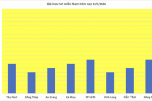Giá heo hơi hôm nay 13/3/2026: Biến động trái chiều