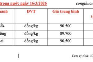 Giá cà phê hôm nay 16/3/2026: Dao động quanh mốc 90.000 đồng/kg