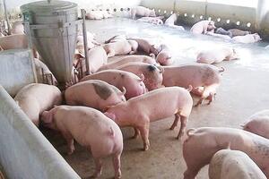Giá heo hơi hôm nay 16/3/2026: Cao nhất đạt mốc 66.000 đồng/kg