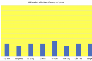 Giá heo hơi hôm nay 17/3/2026: Tăng đồng loạt 1.000 đồng tại miền Bắc