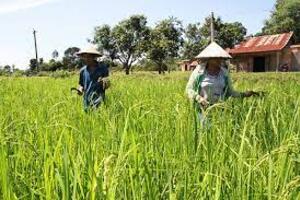Đạ Tẻh: Chuyển đổi hơn 730 ha đất trồng lúa sang các loại cây khác
