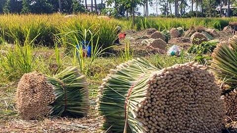 Giá sả thương phẩm ở vùng chuyên canh lớn nhất Tiền Giang tăng trở lại