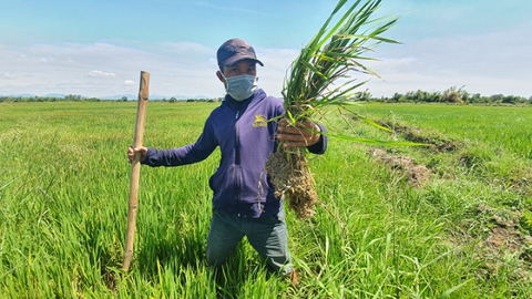 Mặn xâm nhập mạnh, hàng ngàn ha lúa ở Quảng Nam "khát" nước tưới