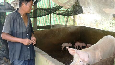 Giá nhiều con giống gia súc và gia cầm giảm 