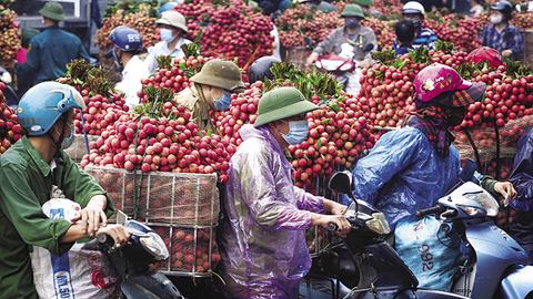 Tiêu thụ vải thiều giữa mùa dịch: Không còn là giải cứu!