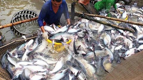 Lo ngại nguy cơ thiếu nguyên liệu thủy sản cuối năm