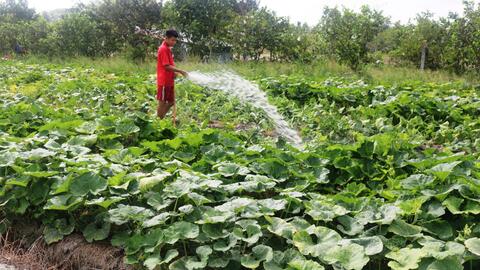 Bí hồ lô bán được giá 