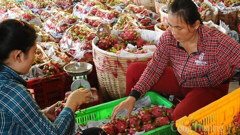Mở rộng đầu ra cho trái thanh long