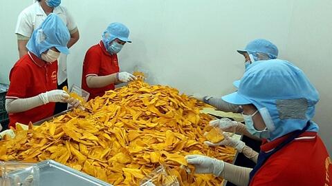 Mít Tiền Giang tăng giá, nhiều nhà vườn lãi lớn