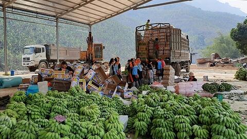Chợ chuối lớn nhất Tây Bắc đóng băng, nông dân khóc ròng