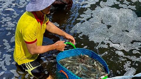 Mô hình nuôi tôm công nghệ cao vẫn có lãi trong mùa dịch