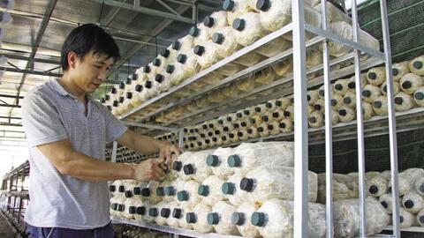 Chàng quản lý khách sạn đi trồng nấm bào ngư