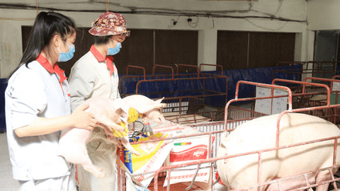 Ngành chăn nuôi Hà Nội: Bảo đảm nguồn cung cho thị trường