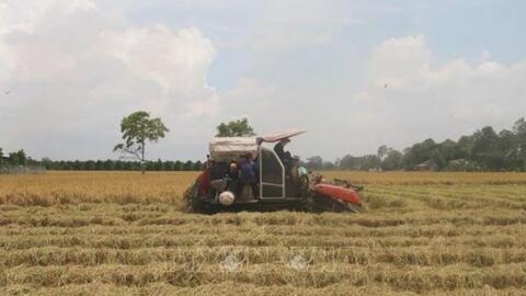 Tiền Giang hỗ trợ nông dân thu hoạch an toàn lúa Hè Thu trong đại dịch