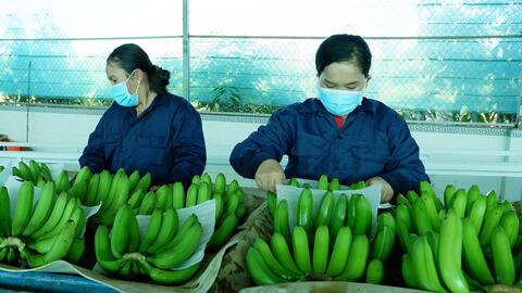 Xuất khẩu rau quả tăng 11,8% 