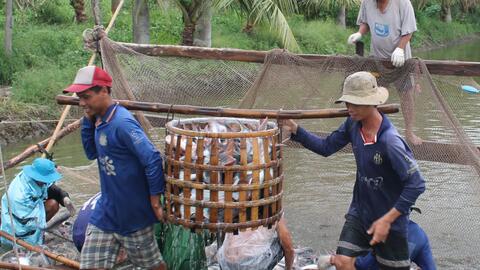 Bàn giải pháp khôi phục, phát triển chuỗi cá tra sau giãn cách xã hội 