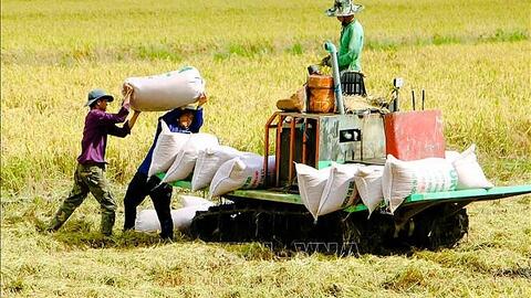 Giá lúa gạo hôm nay 19/10: Giá lúa IR 50404 bật tăng 300 đồng/kg