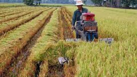 Giá lúa gạo hôm nay 20/10: Giá gạo trong nước tăng, giá xuất khẩu giảm nhẹ