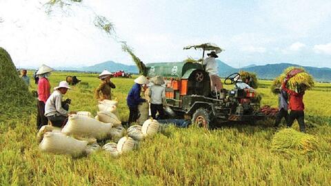 Giá lúa gạo hôm nay 25/10: Giá gạo nguyên liệu giảm trở lại